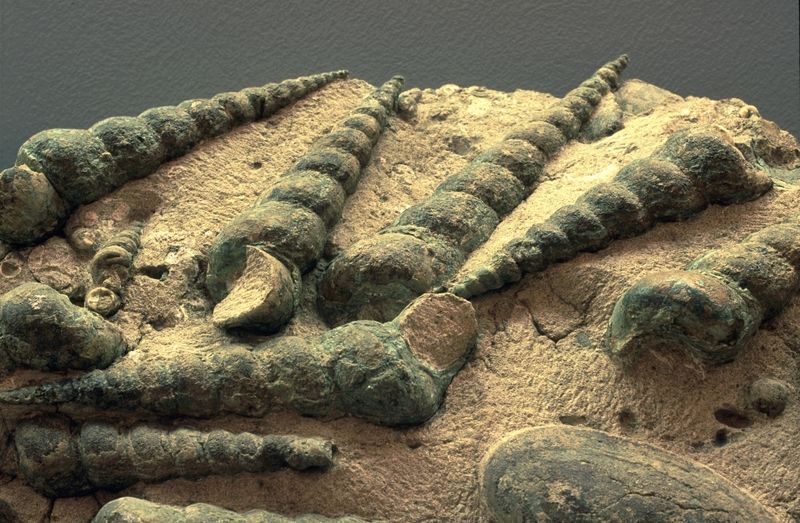 Banco di turritelle in matrice